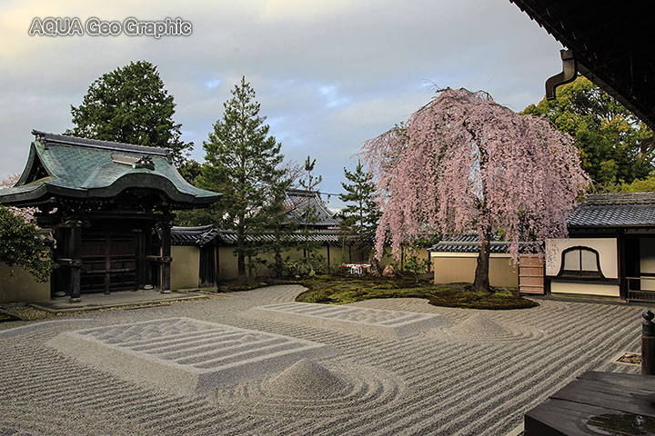 高台寺のシダレザクラ 枝垂れ桜
