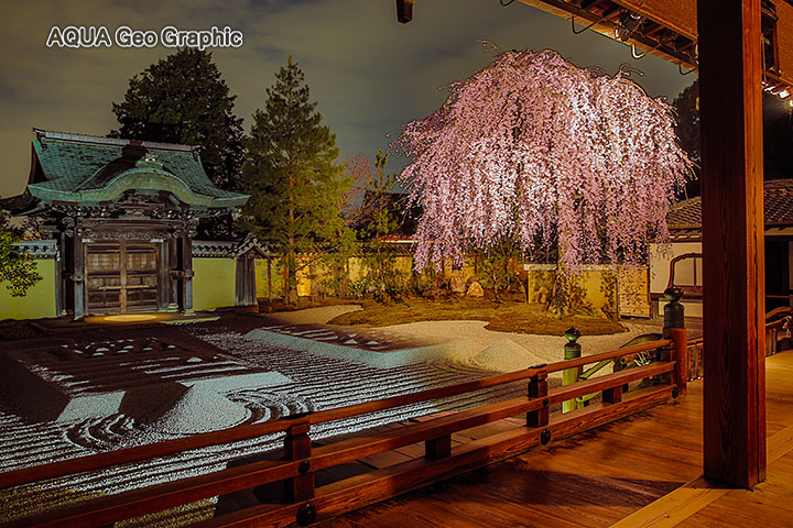 高台寺のシダレザクラ 枝垂れ桜 ライトアップ