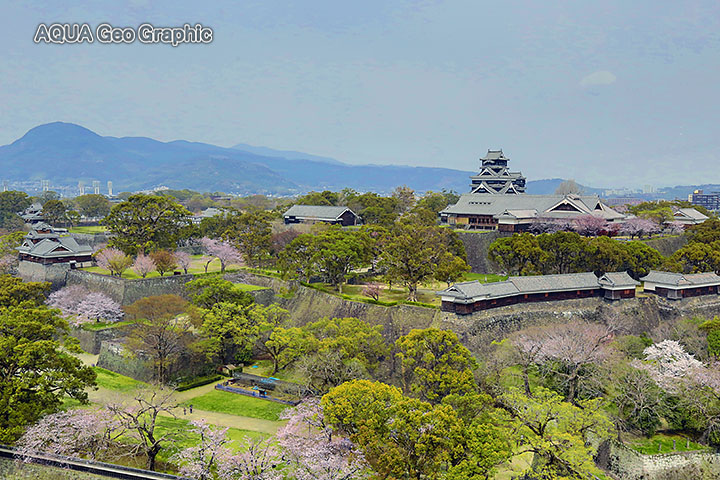 熊本城 桜 天守閣
