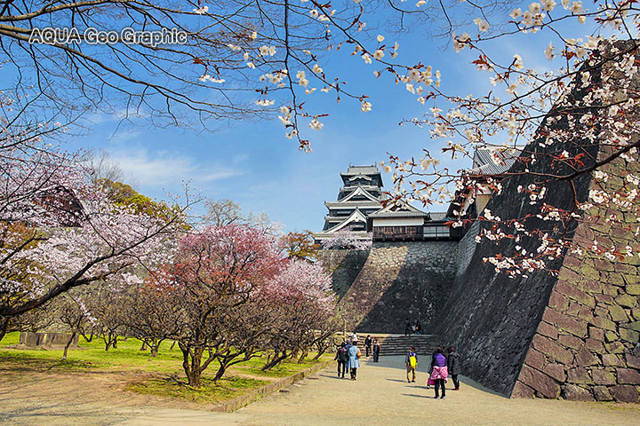 熊本城 桜 天守閣