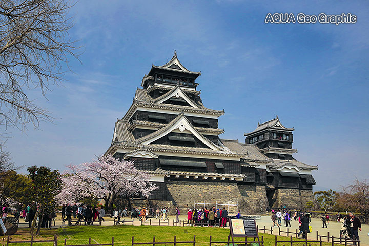 熊本城 桜 天守閣