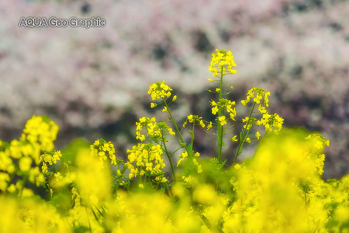 長崎県 諫早市 白木峰高原