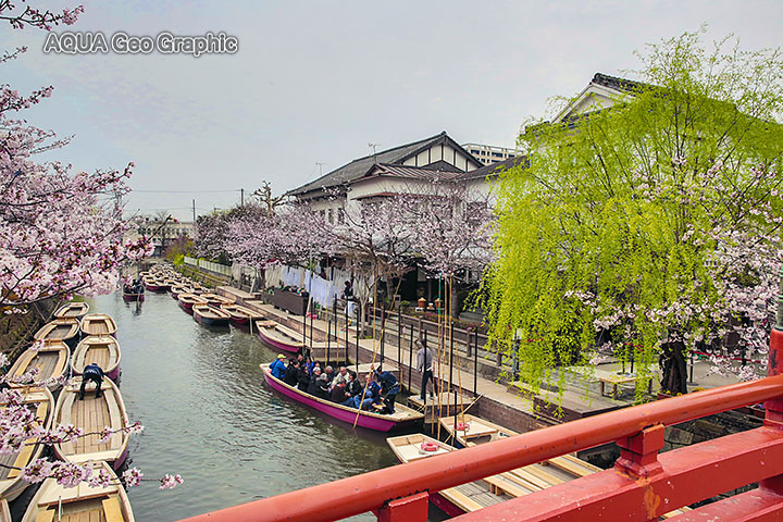 九州 桜ロケ ４日目 柳川 水中カメラマンのデスクワークな日々