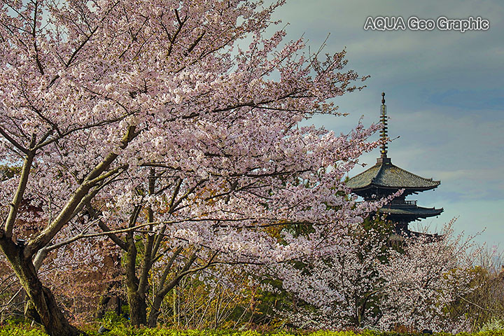 京都 kyoto 八坂の塔 yasaka 五重塔 桜