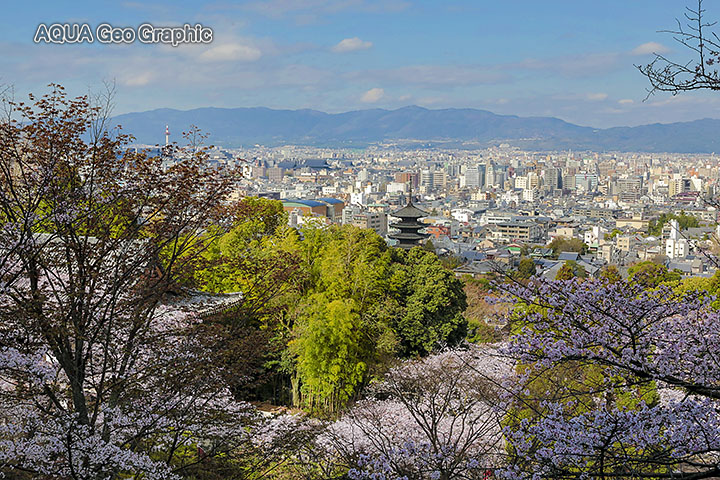 京都 kyoto 八坂の塔 yasaka 五重塔 桜