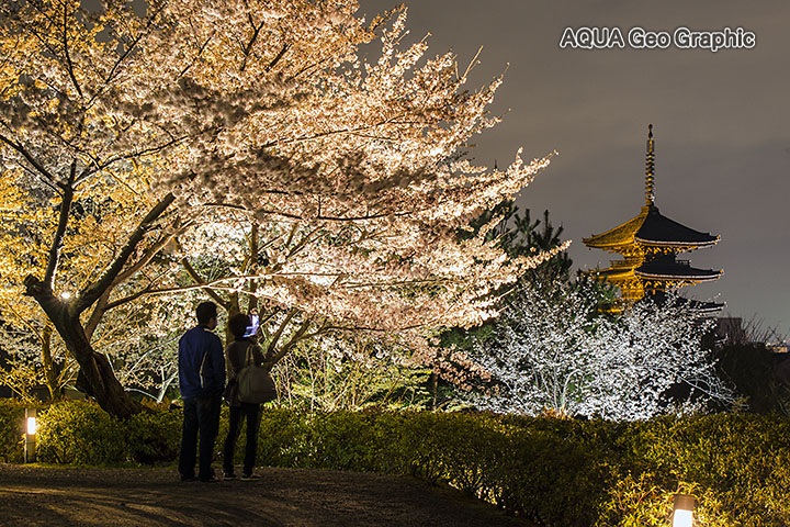 京都 kyoto 八坂の塔 yasaka 五重塔 桜