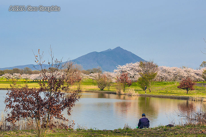 筑波山と母子島遊水地の桜 水中カメラマンのデスクワークな日々