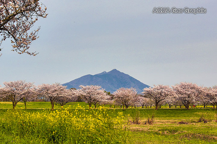 筑波山と母子島遊水地の桜 水中カメラマンのデスクワークな日々