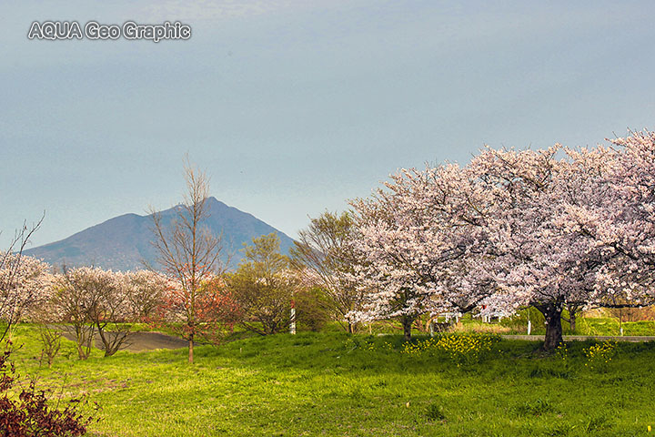 茨城県 筑波山と母子島遊水地の桜 つくば野池群
