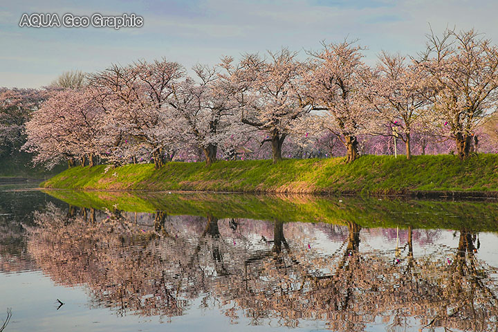 桜 水鏡 福岡堰