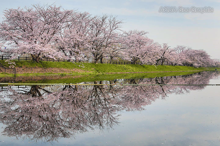桜 水鏡 福岡堰