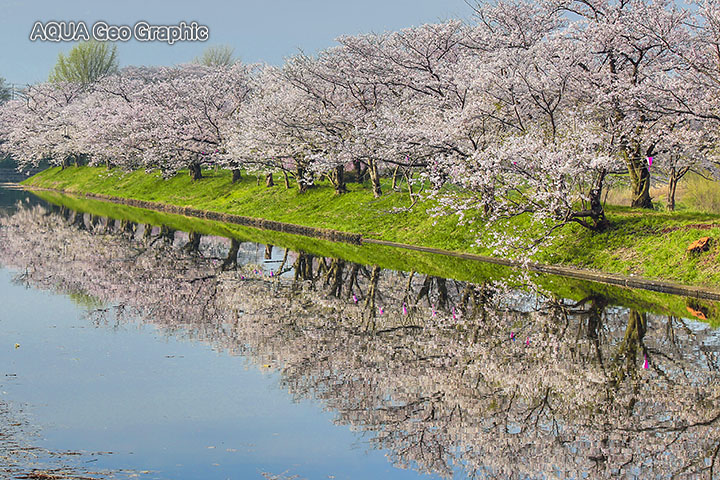桜 水鏡 福岡堰