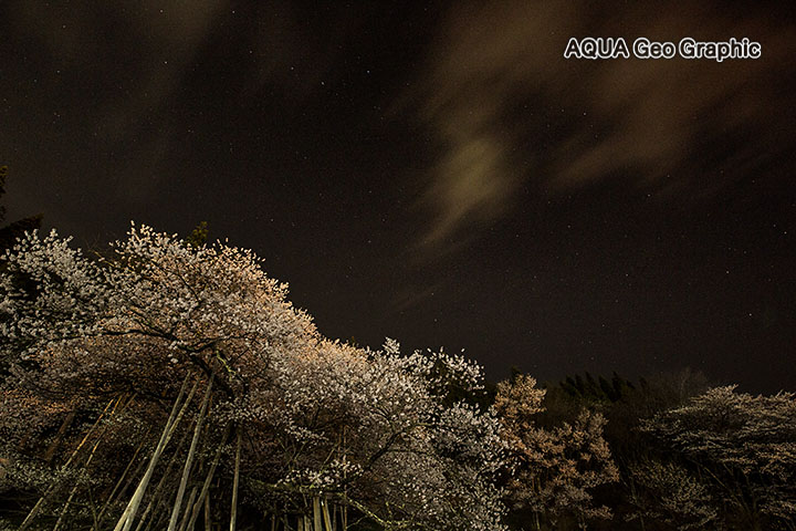 臥龍桜 一本桜 星 月夜 夜景