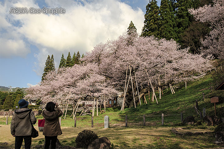 臥龍桜 一本桜