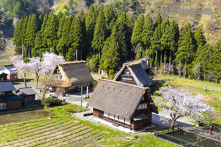 世界遺産 世界文化遺産 五箇山の菅沼集落の桜