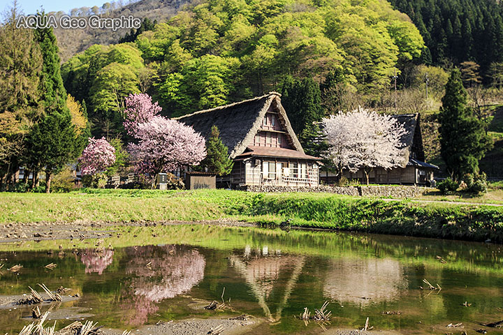世界遺産 世界文化遺産 五箇山の菅沼集落の桜