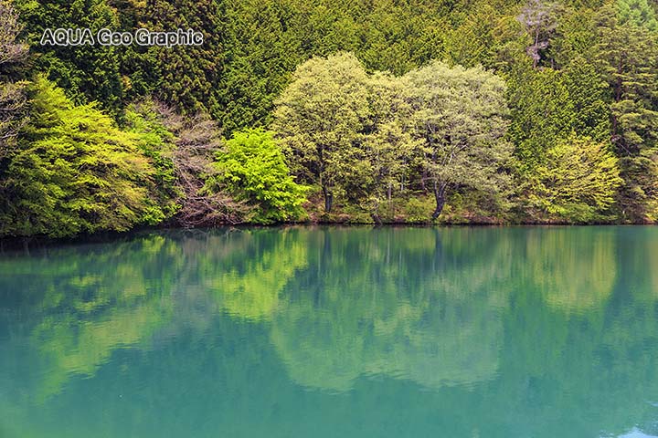 南伊奈ヶ湖　新緑