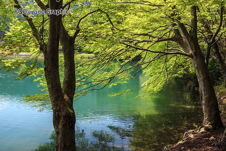 南伊奈ヶ湖　新緑