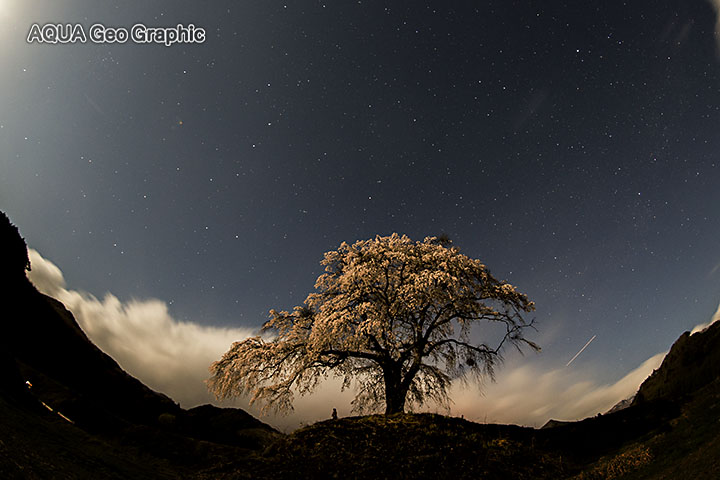 上発知のシダレザクラ 枝垂れ桜 星 月夜 夜景