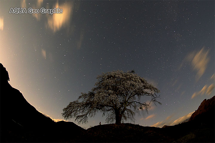 上発知のシダレザクラ 枝垂れ桜 星 月夜 夜景