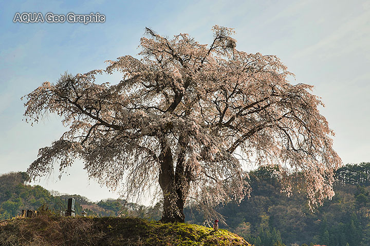 上発知のシダレザクラ 枝垂れ桜 星 月夜 夜景