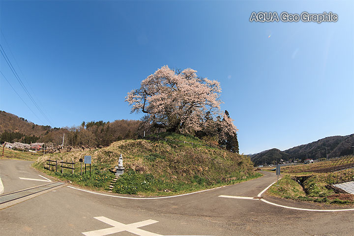 発知のヒガンザクラ 