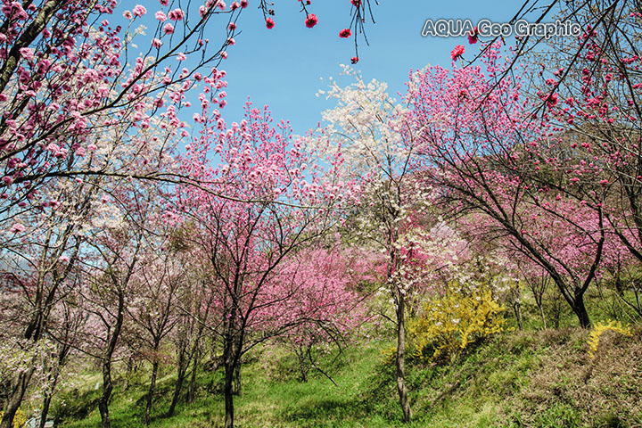 みなかみ 水上 ハナモモ 花桃