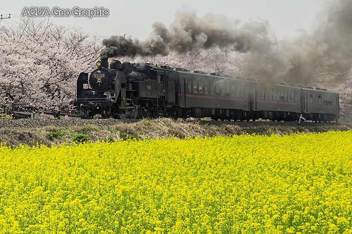 真岡鐵道 Slもおか と桜と菜の花 水中カメラマンのデスクワークな日々