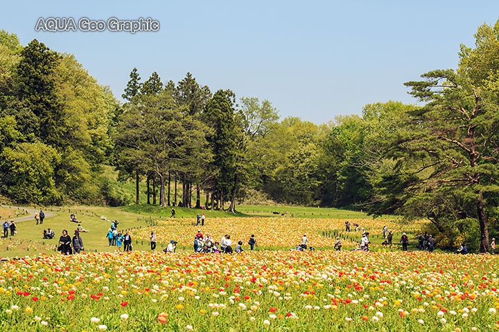 国営武蔵丘陵森林公園　アイスランドポピー