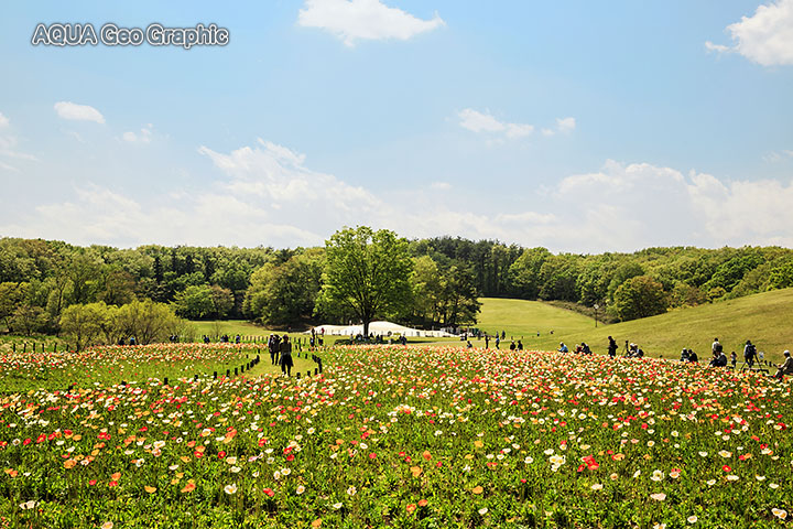 国営武蔵丘陵森林公園　アイスランドポピー