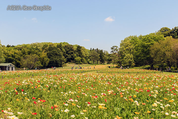 国営武蔵丘陵森林公園　アイスランドポピー