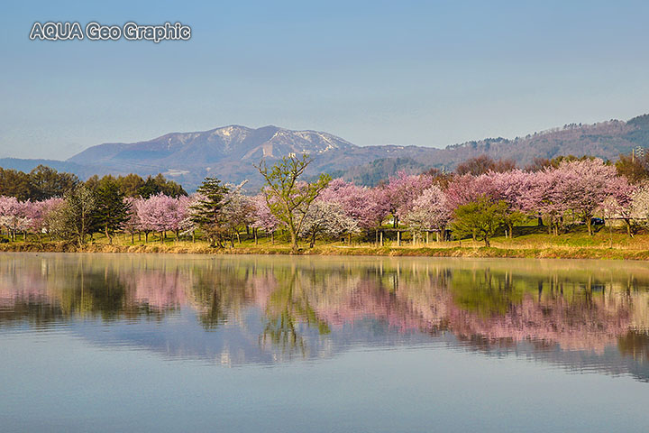 水鏡の桜 絶景 針湖池 飯山市 長峰運動公園 長峰スポーツ公園