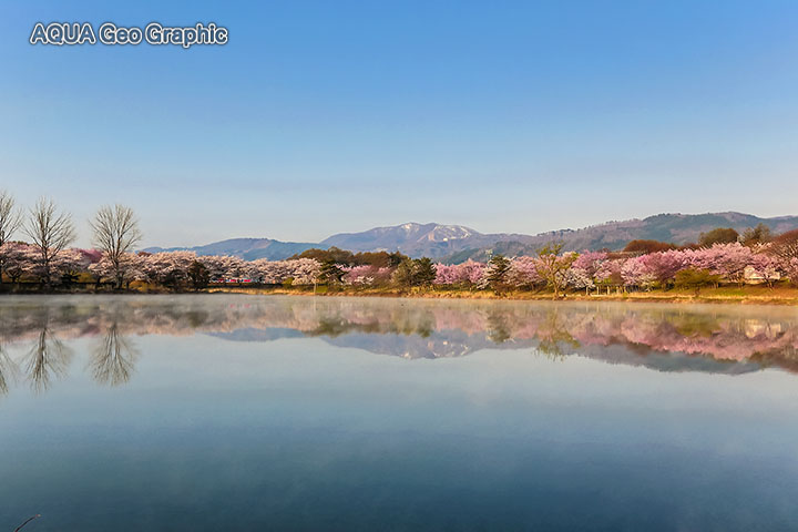 水鏡の桜 絶景 針湖池 飯山市 長峰運動公園 長峰スポーツ公園