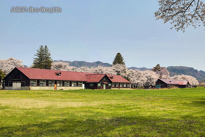 佐久市 長野牧場 茨城牧場長野支場　桜 お花見
