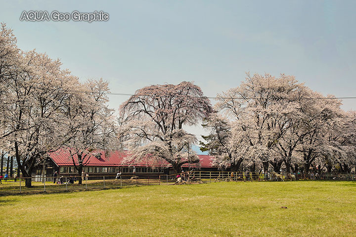 佐久市 長野牧場 茨城牧場長野支場　桜 お花見