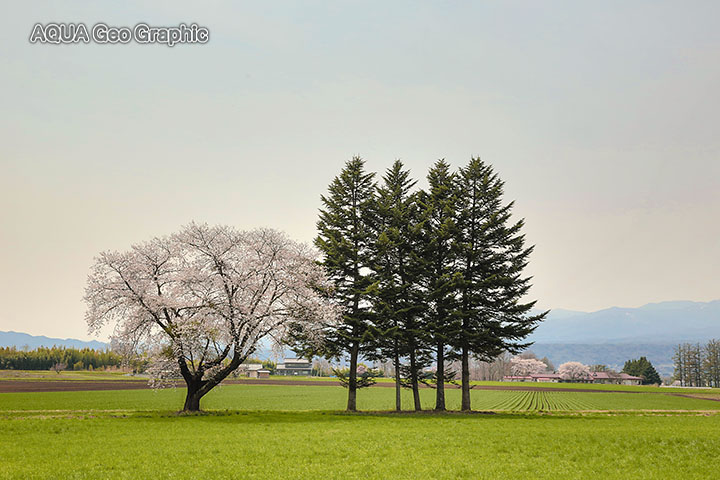 佐久市 長野牧場 茨城牧場長野支場　桜 お花見