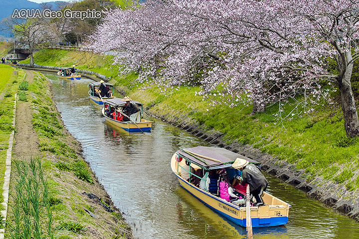 手こぎ船 近江八幡の水郷めぐり・八幡掘めぐり 桜
