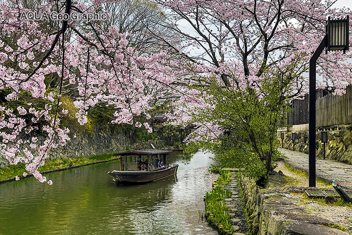 近江八幡の水郷めぐり・八幡掘めぐり 桜