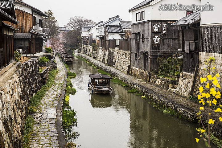 近江八幡の水郷めぐり・八幡掘めぐり 桜