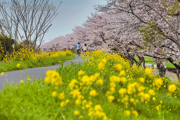 つくば周辺の桜名所の穴場 水中カメラマンのデスクワークな日々