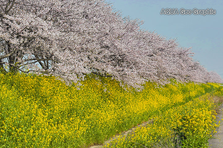 茨城県 つくば 桜 常総市 新石下 八間堀川