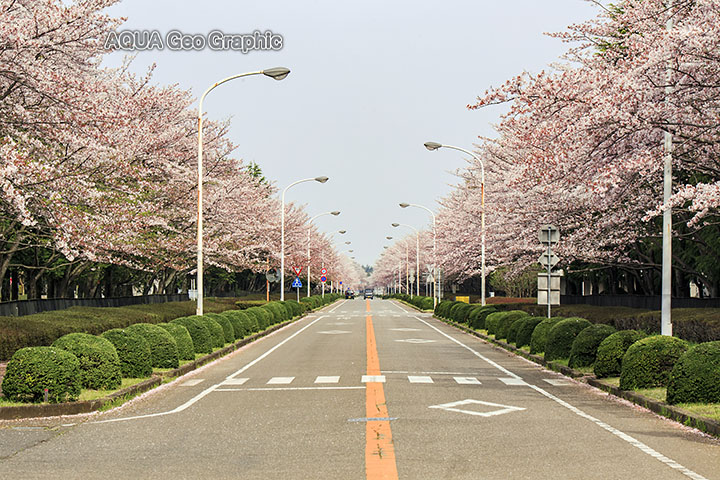 茨城県 つくば市 桜 つくば農林研究団地 さくら通り