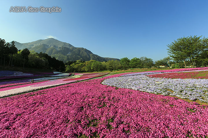 秩父 羊山公園の芝桜