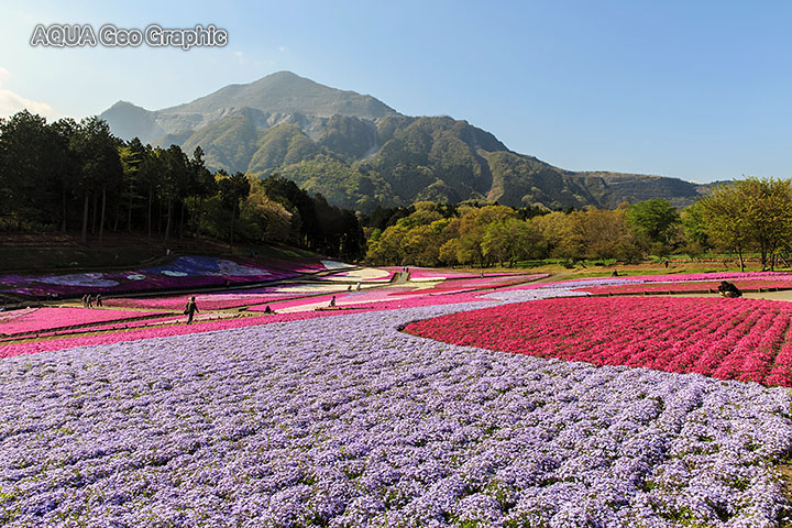 秩父 羊山公園の芝桜