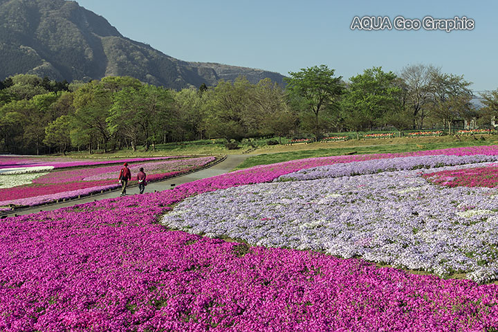 秩父 羊山公園の芝桜