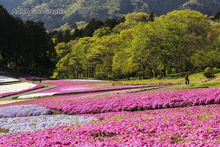 秩父 羊山公園の芝桜