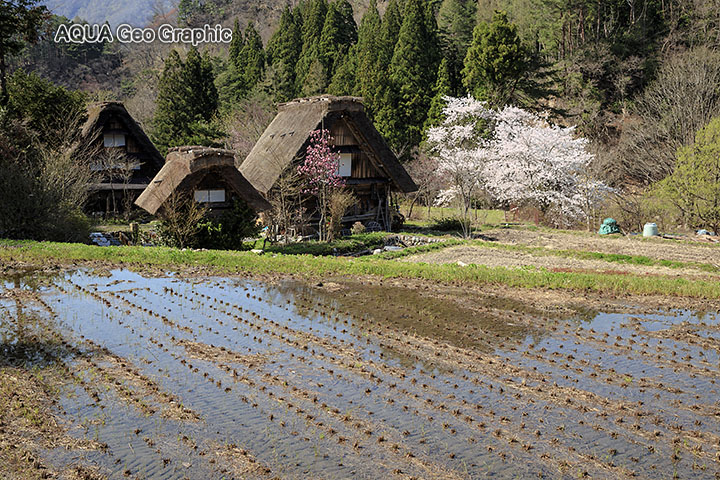 世界遺産 世界文化遺産 白川郷の桜
