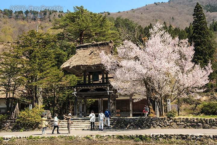 世界遺産 世界文化遺産 白川郷の桜