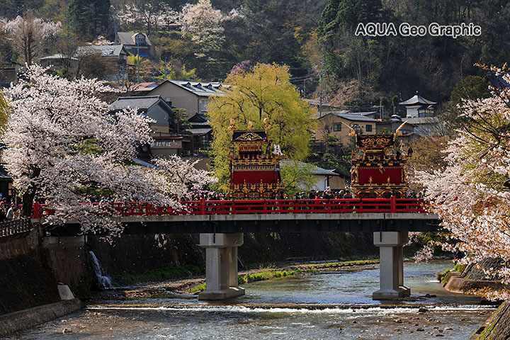 満開の桜と春の高山祭(山王祭) 中橋