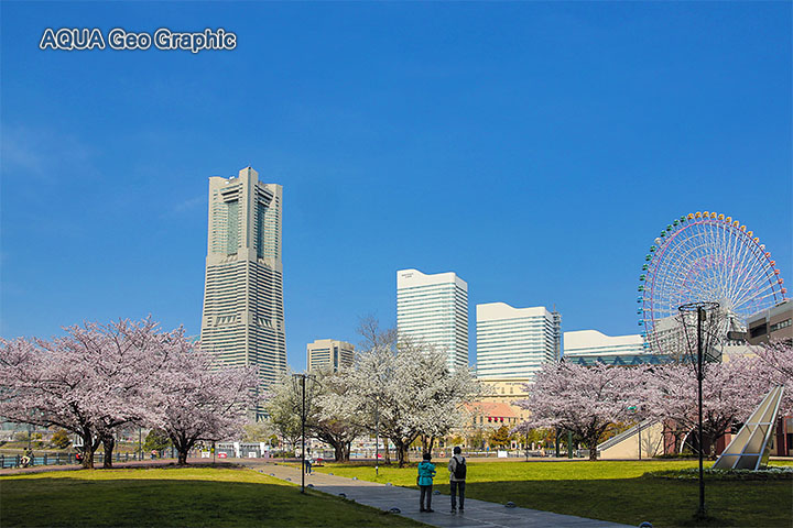 横浜みなとみらい21 桜